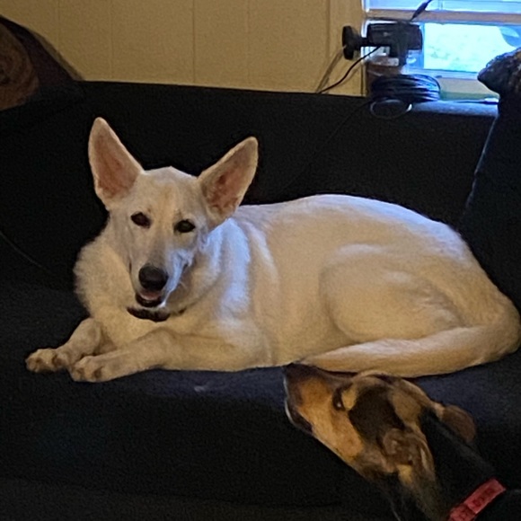 Meet your Posher, Lisa - Picture 8 of 11